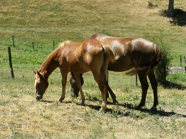 horses